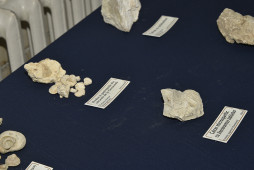 Colecție de roci în cadrul proiectului „Dobrogea - martor al civilizațiilor milenare ale Levantului”