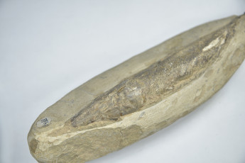 fosilă de placoderm, cu o vechime de 500 de milioane de ani