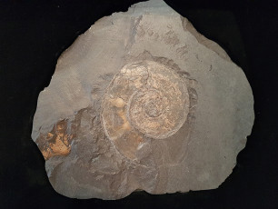 fosilă de amonit