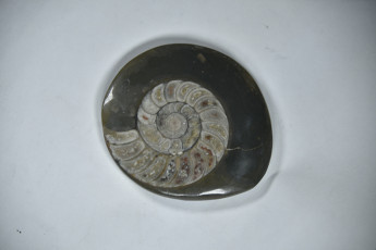 Ammonite fossil, Germany