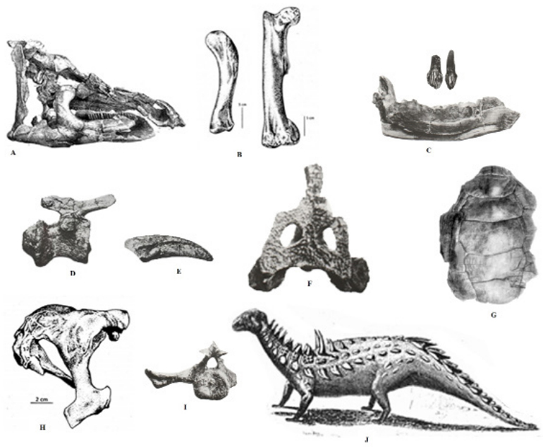 Dinosaurs and other contemporary reptiles